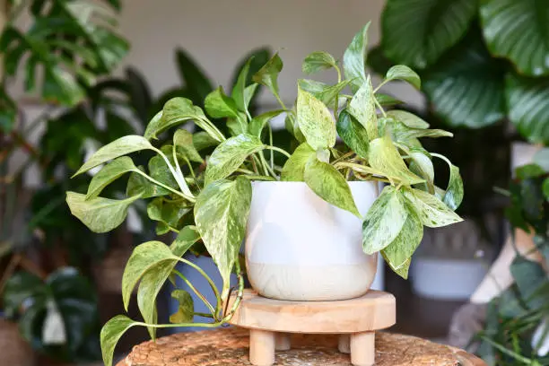 Epipremnum aureum plant