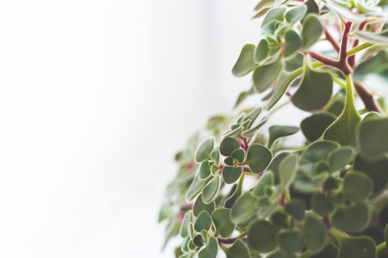 symbolism of houseplants