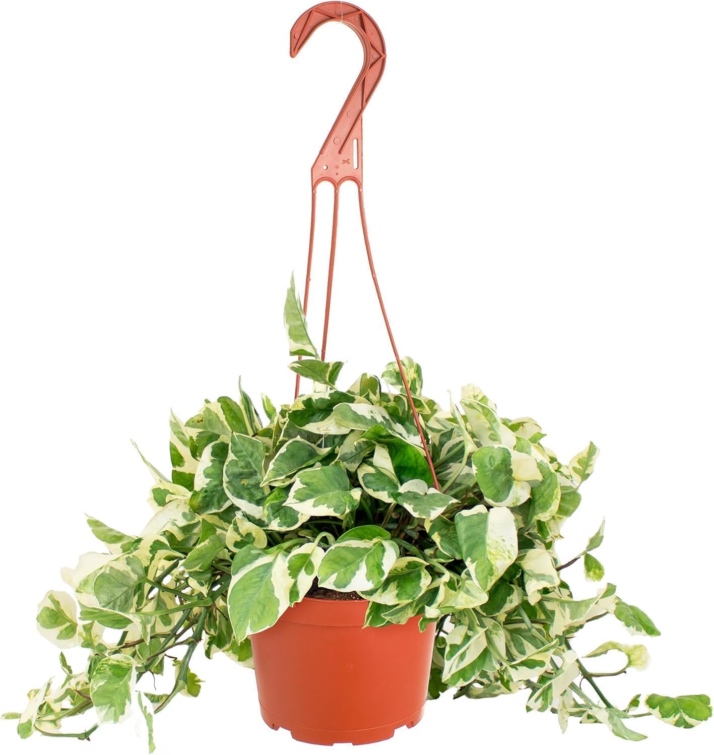 green pothos plant indoor