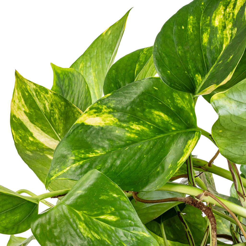 Epipremnum aureum leaves