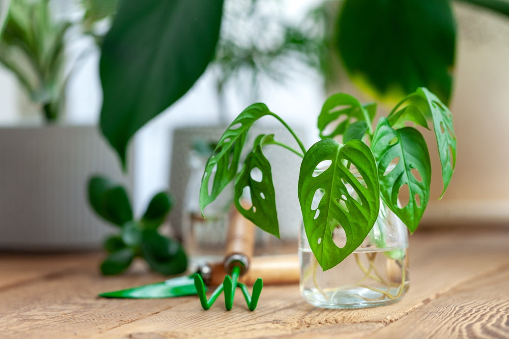 cutting plant propagation