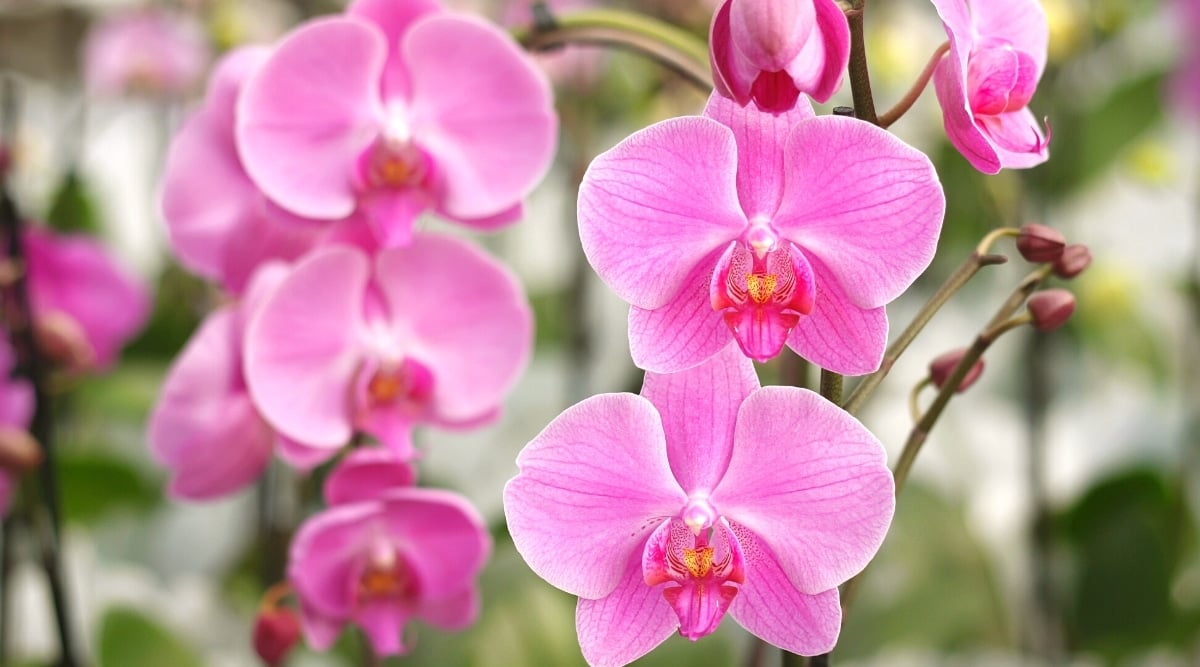 phalaenopsis orchid blooming indoors
