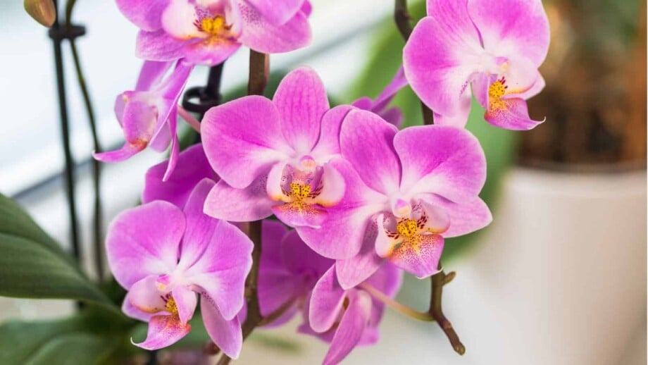 phalaenopsis orchid near window light