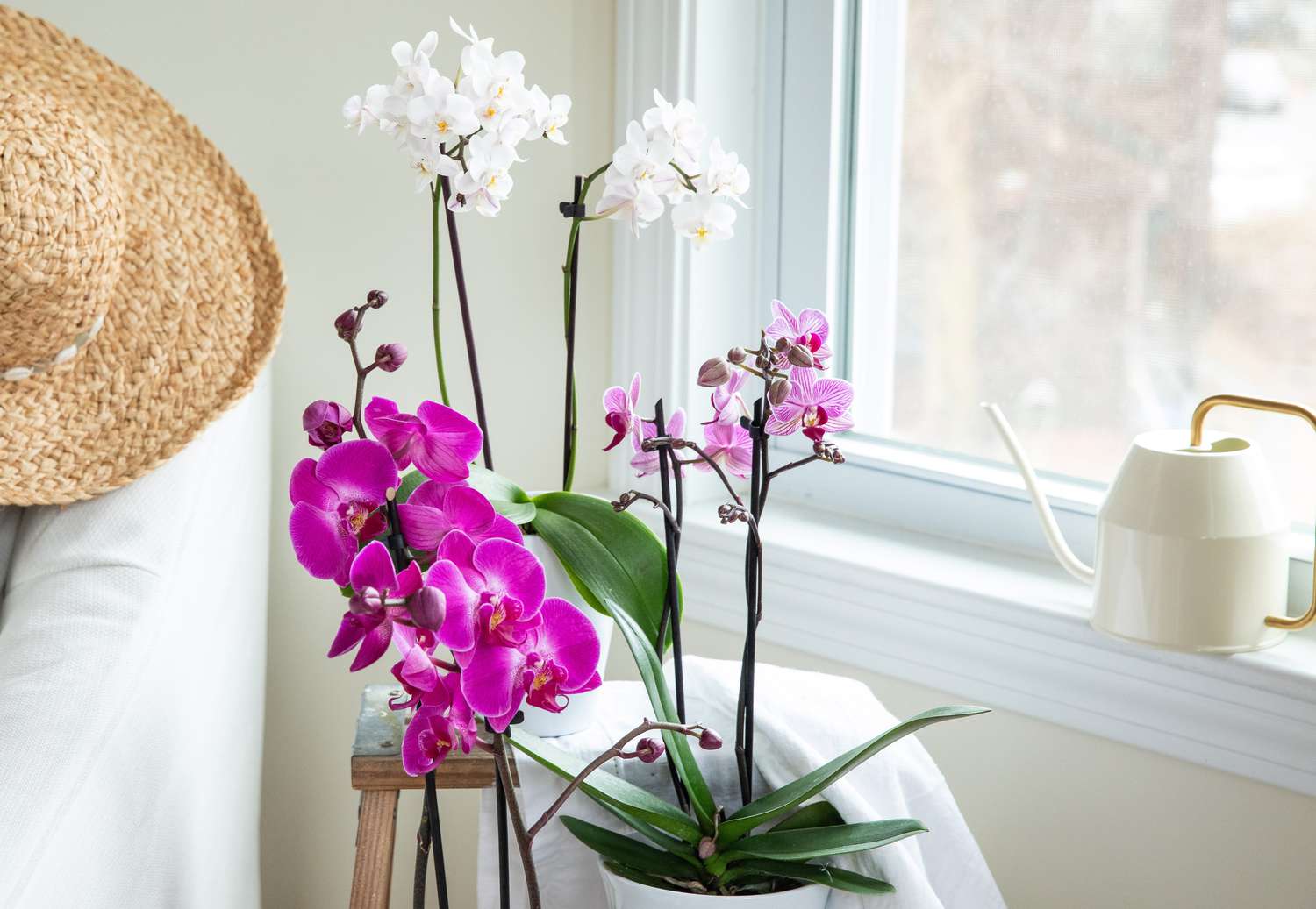 watering phalaenopsis orchid properly