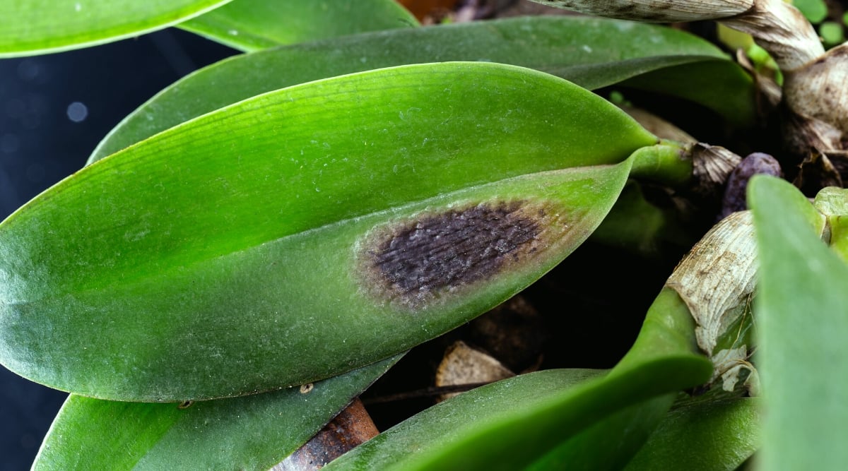 orchid leaf black rot