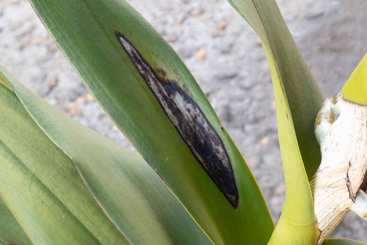 orchid leaf anthracnose spots