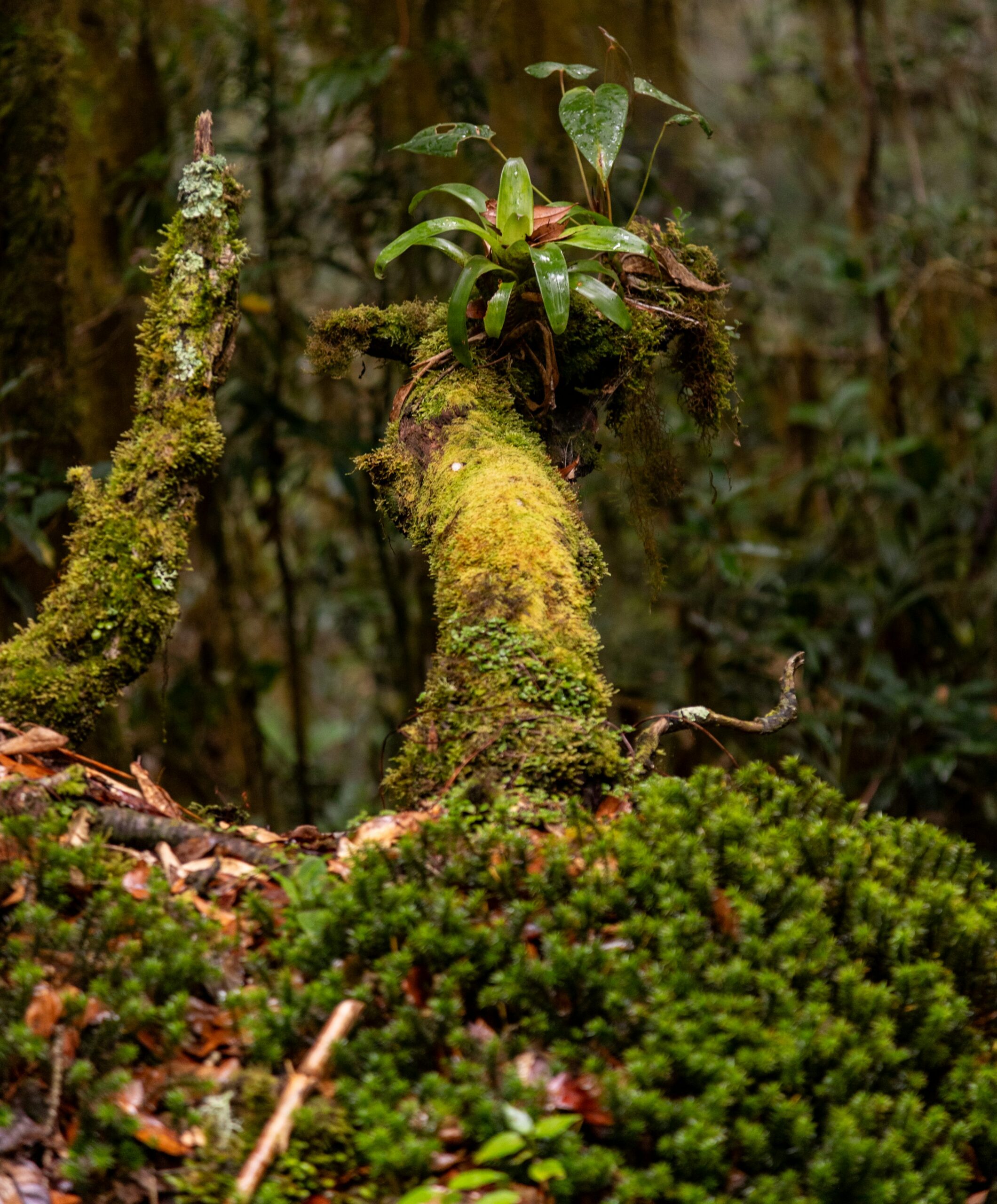 orchid rainforest tree trunk