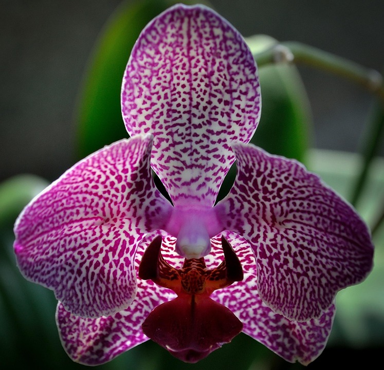 orchid flower close-up
