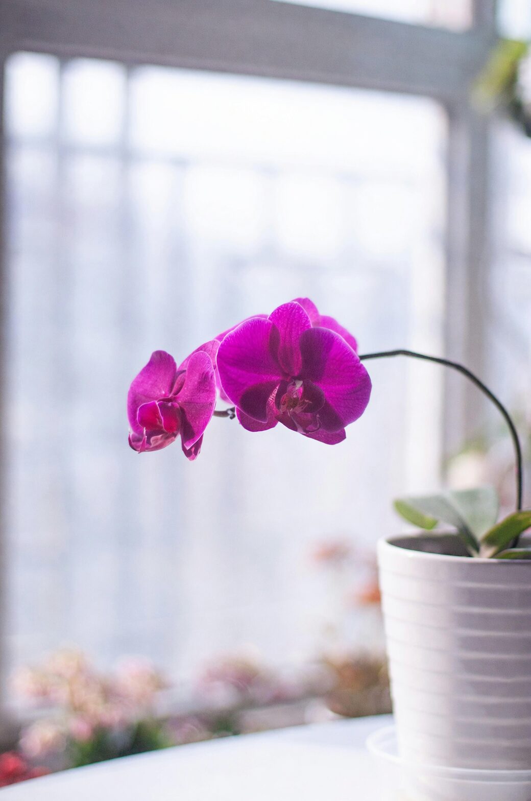 orchid indoor living room