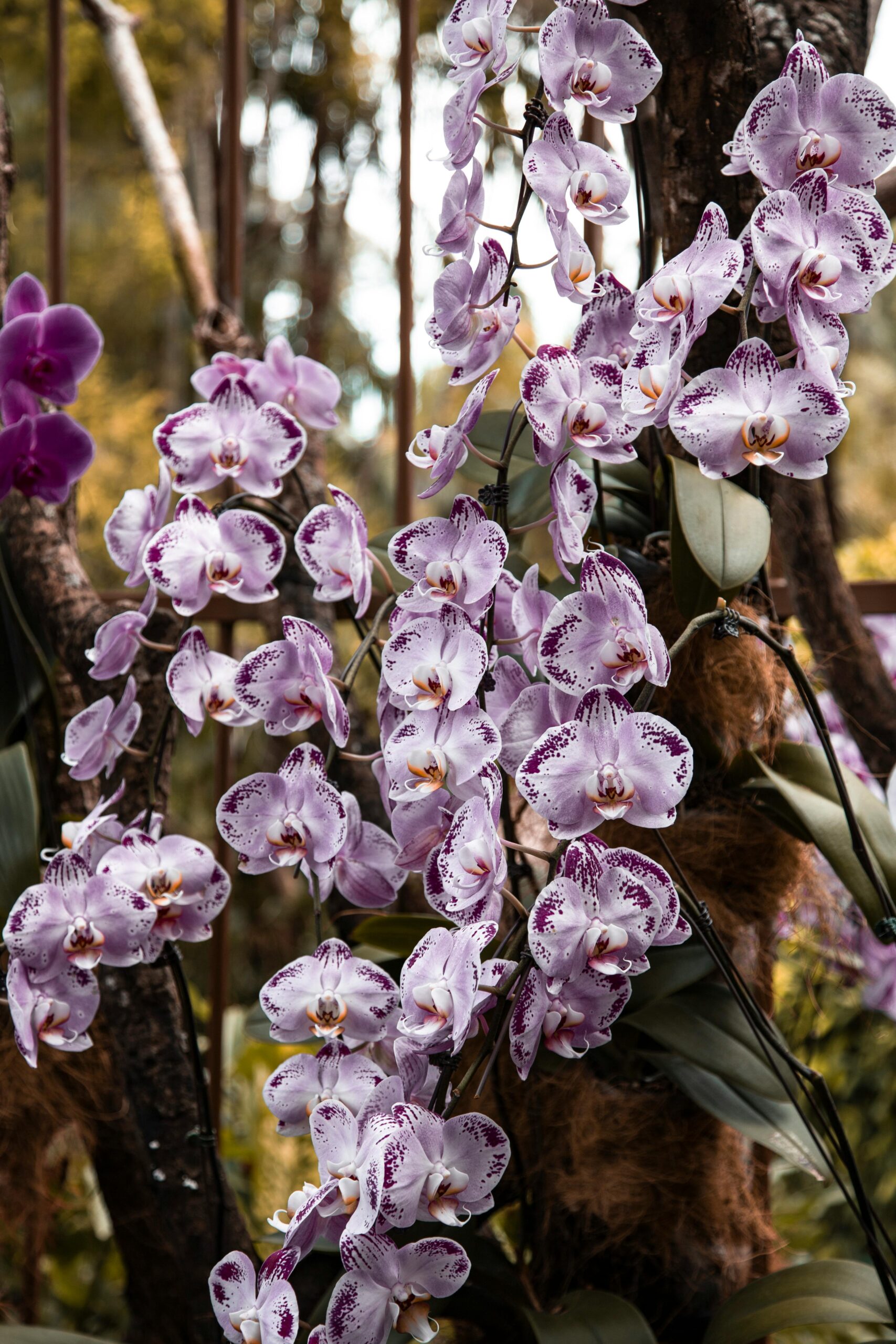 phalaenopsis orchid garden display