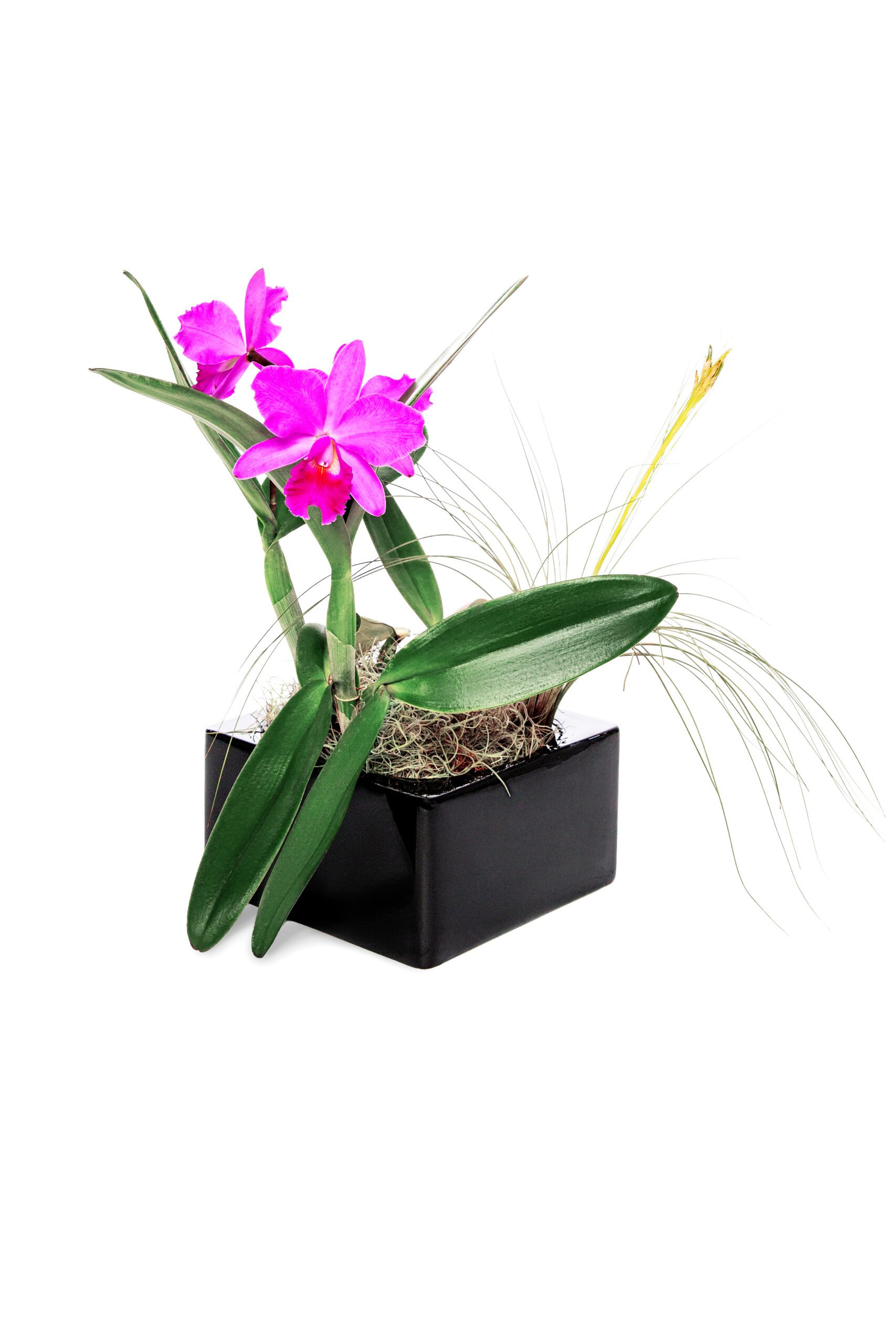 phalaenopsis orchid gift arrangement