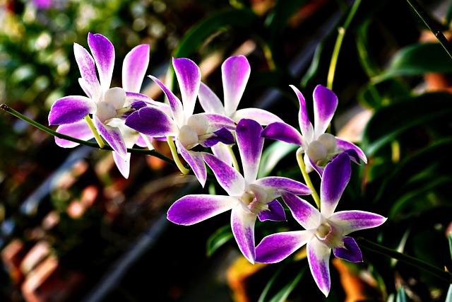 orchid on sunny windowsill