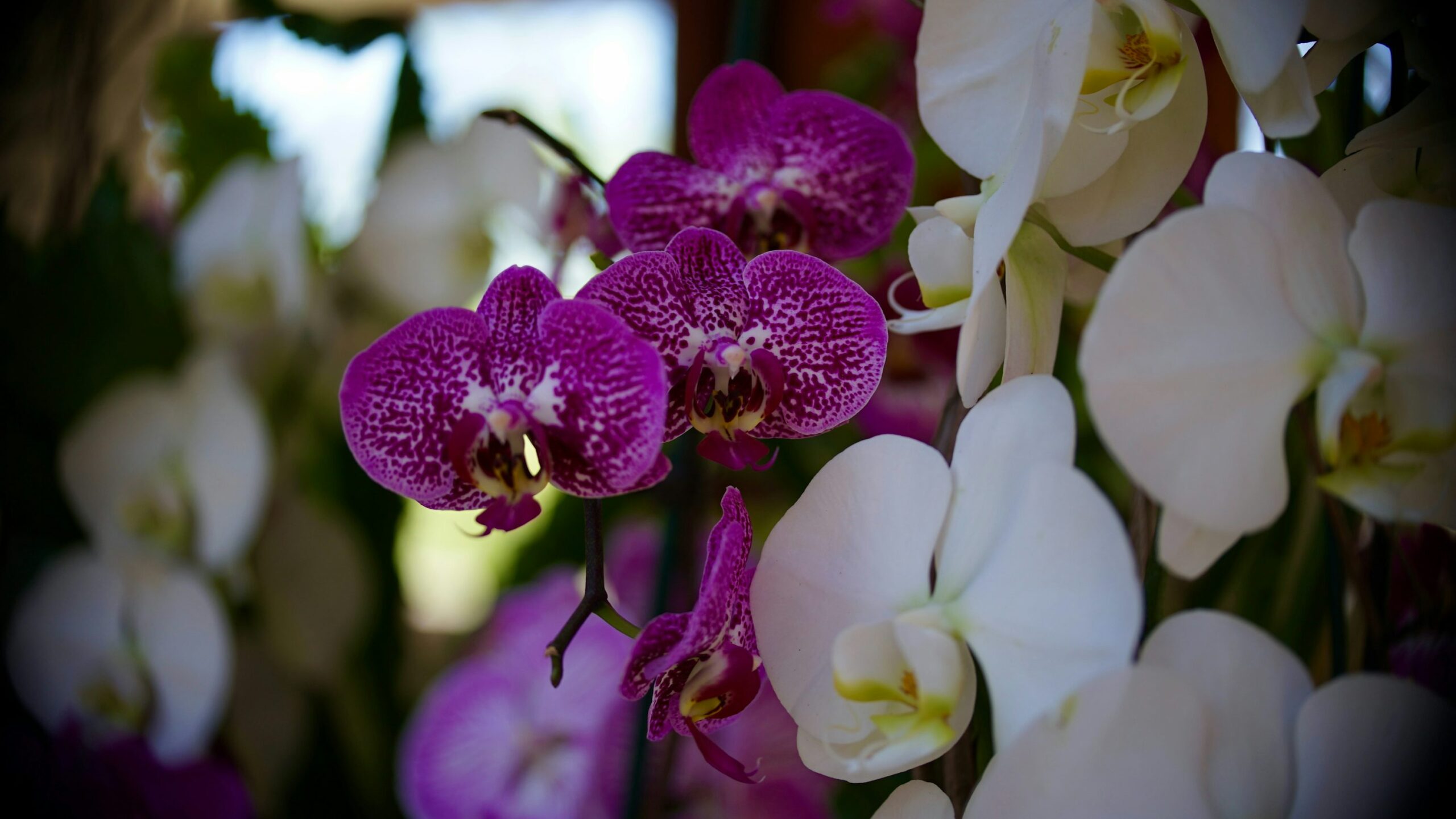 mixed color orchid arrangement