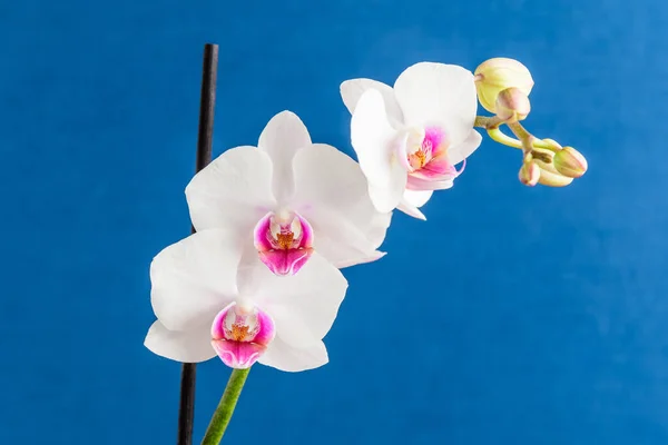 phalaenopsis orchid blooming close-up