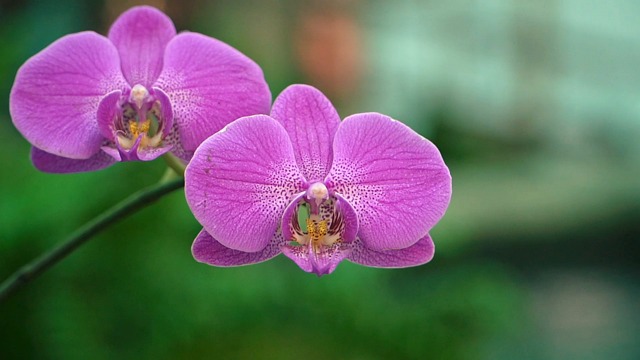 phalaenopsis orchid keiki on stem