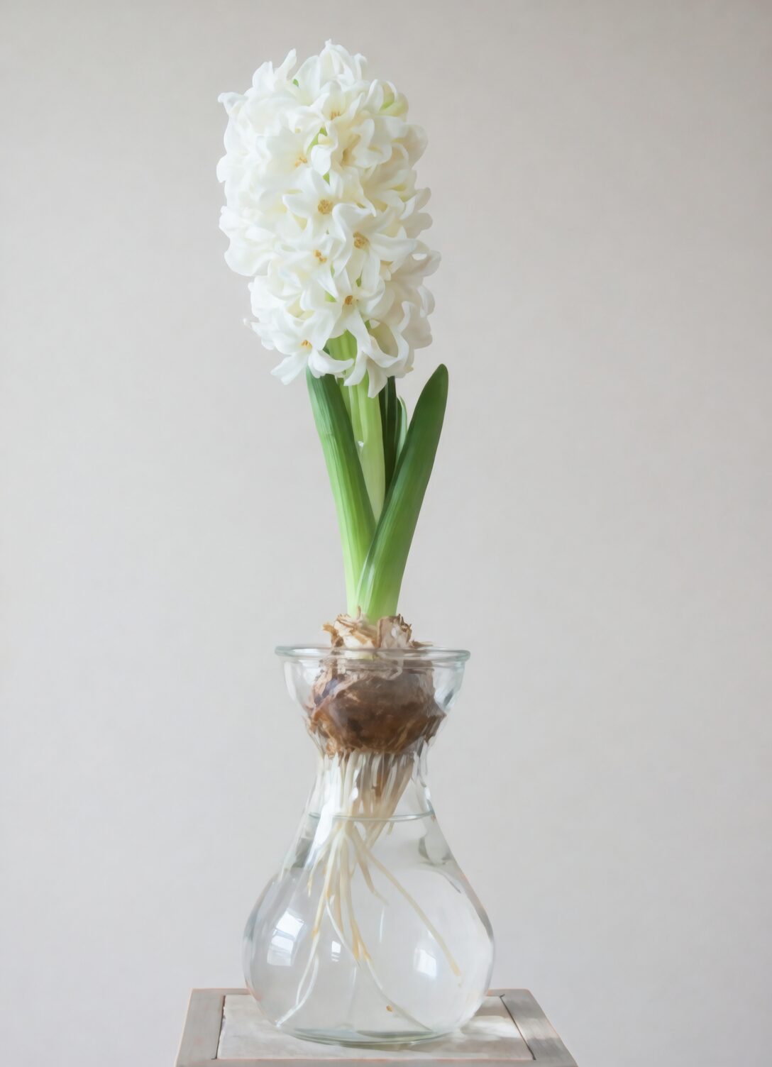 removing orchid from pot process