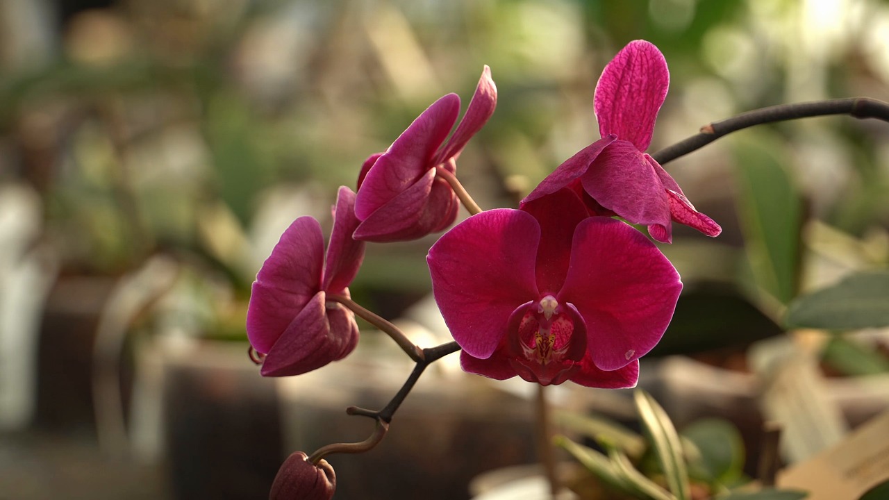 orchid wedding decoration setup