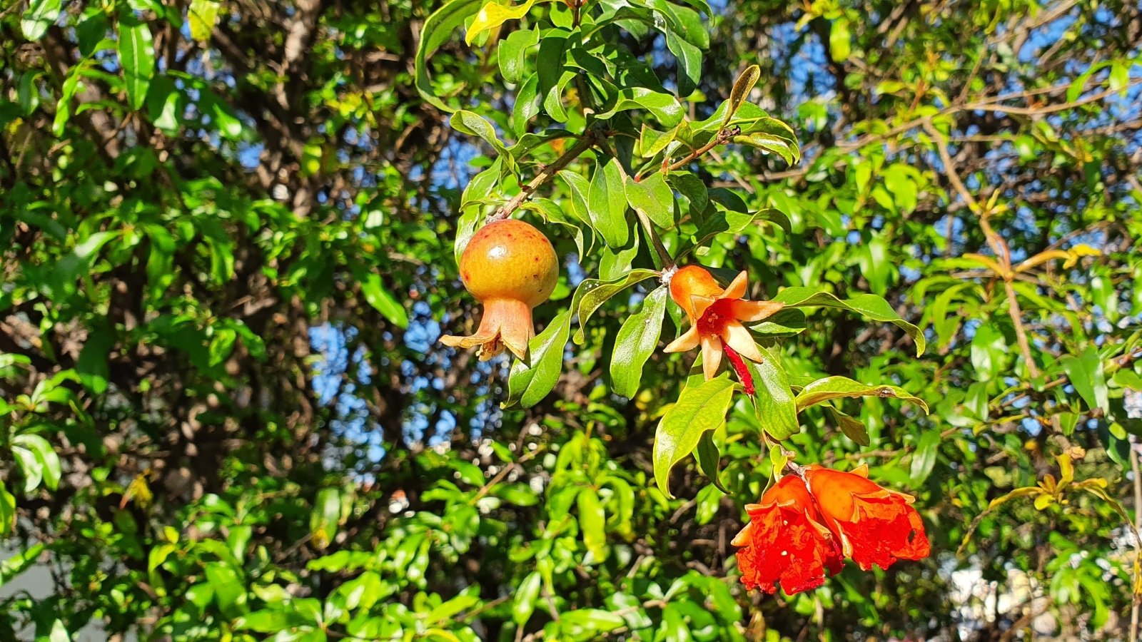 pomegranate tree in sunlight