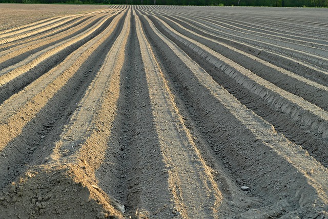 pomegranate soil preparation