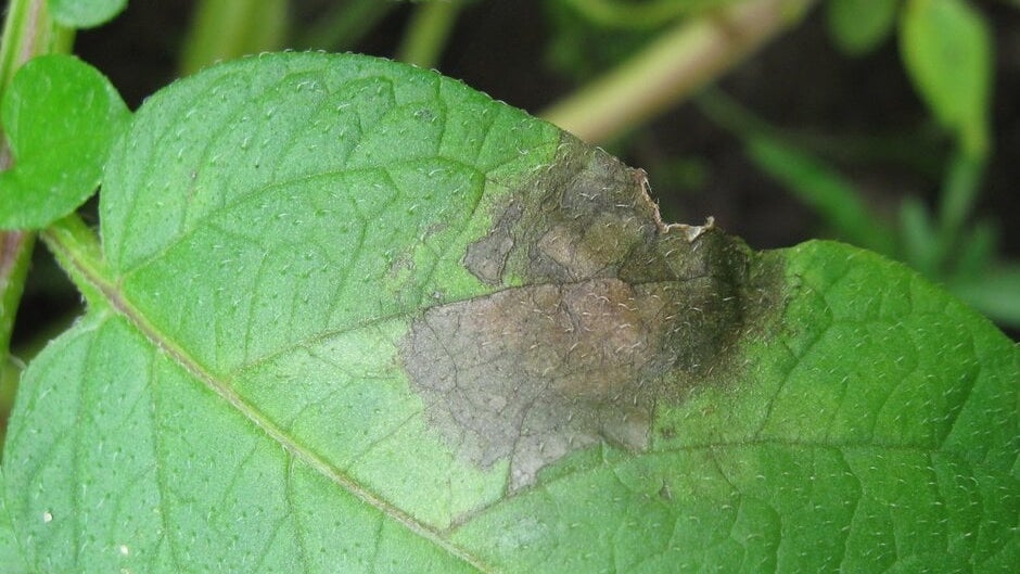 pomegranate leaf blight symptoms