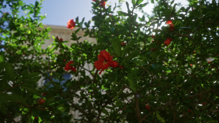 pomegranate tree with flowers