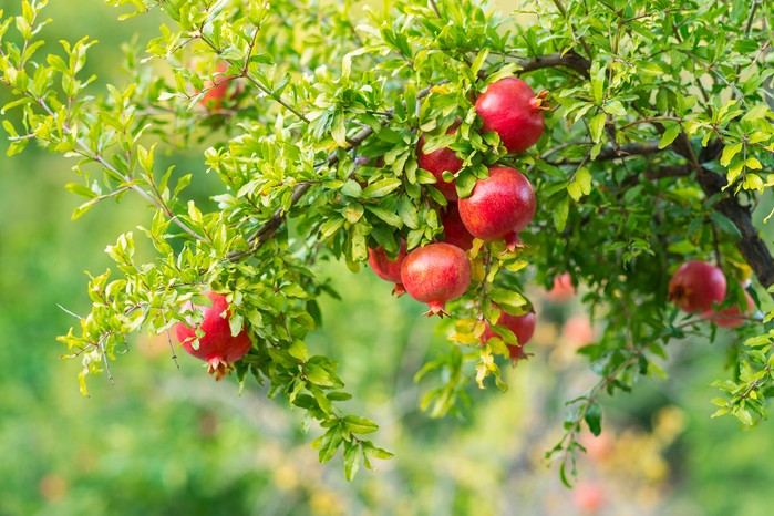 pomegranate tree in garden