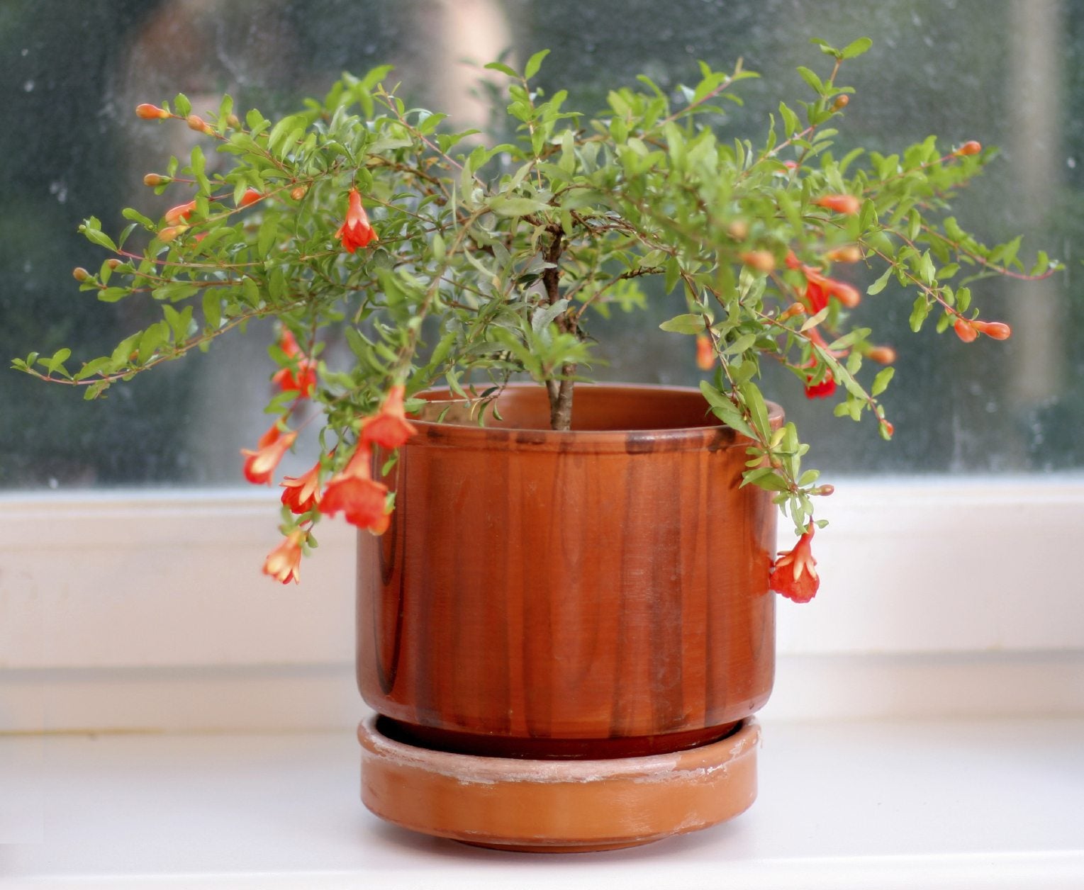 pomegranate plant on windowsill