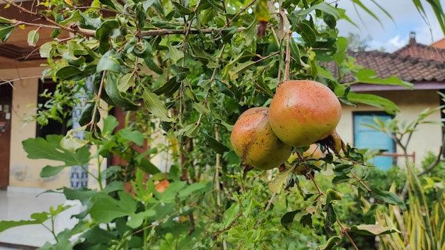 pruning pomegranate plant