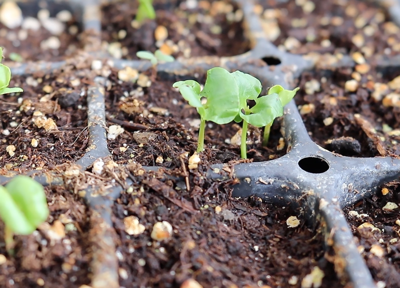 pomegranate seed germination