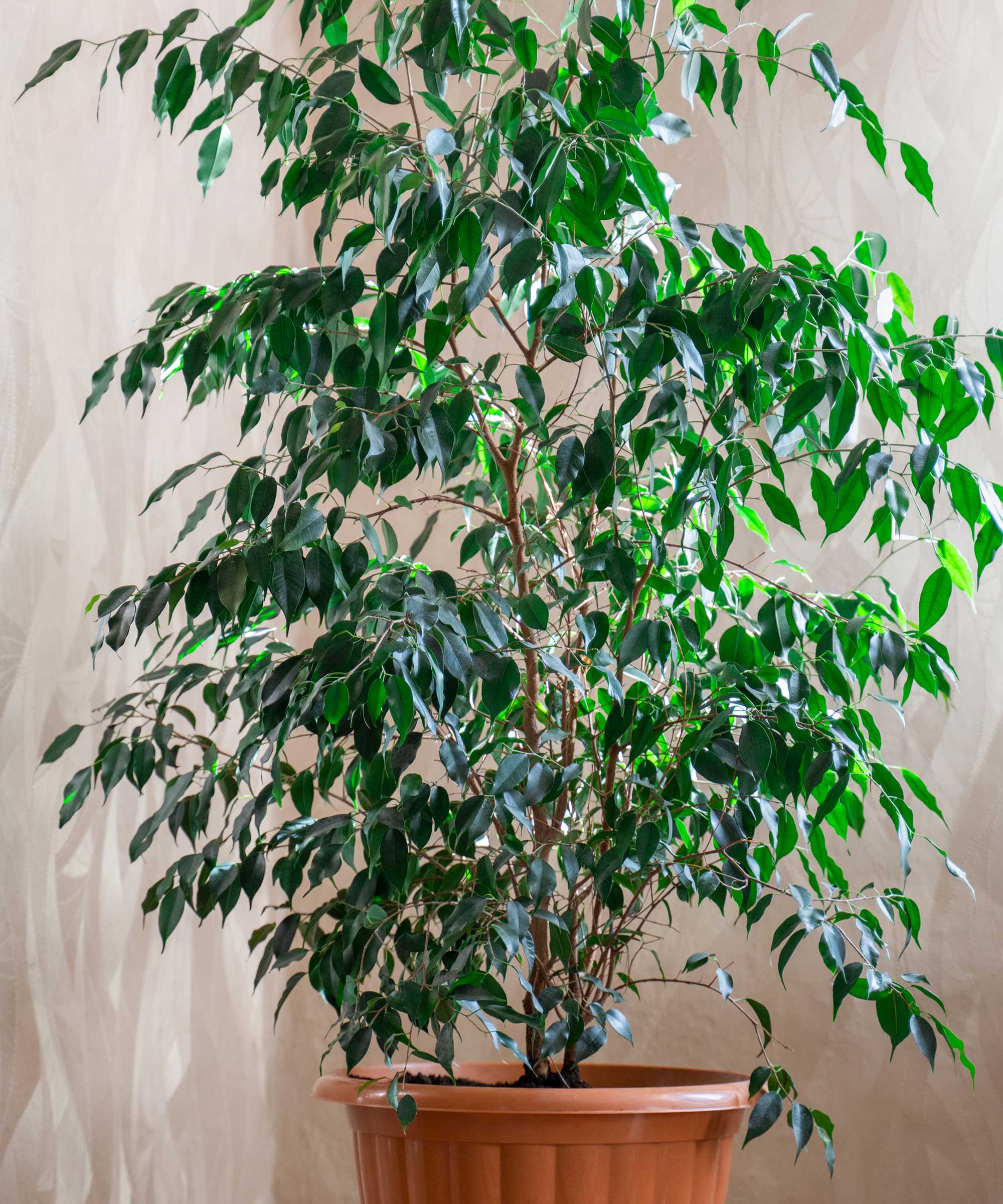 weeping fig indoor living room