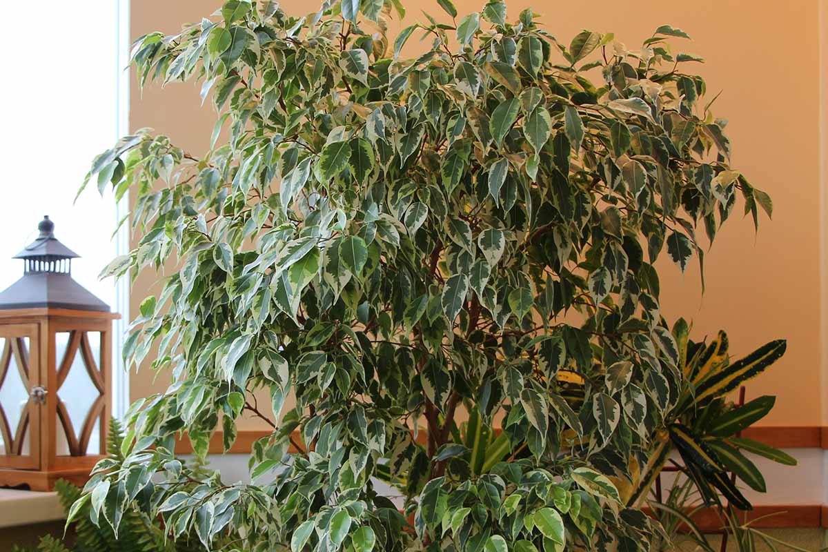 weeping fig near window