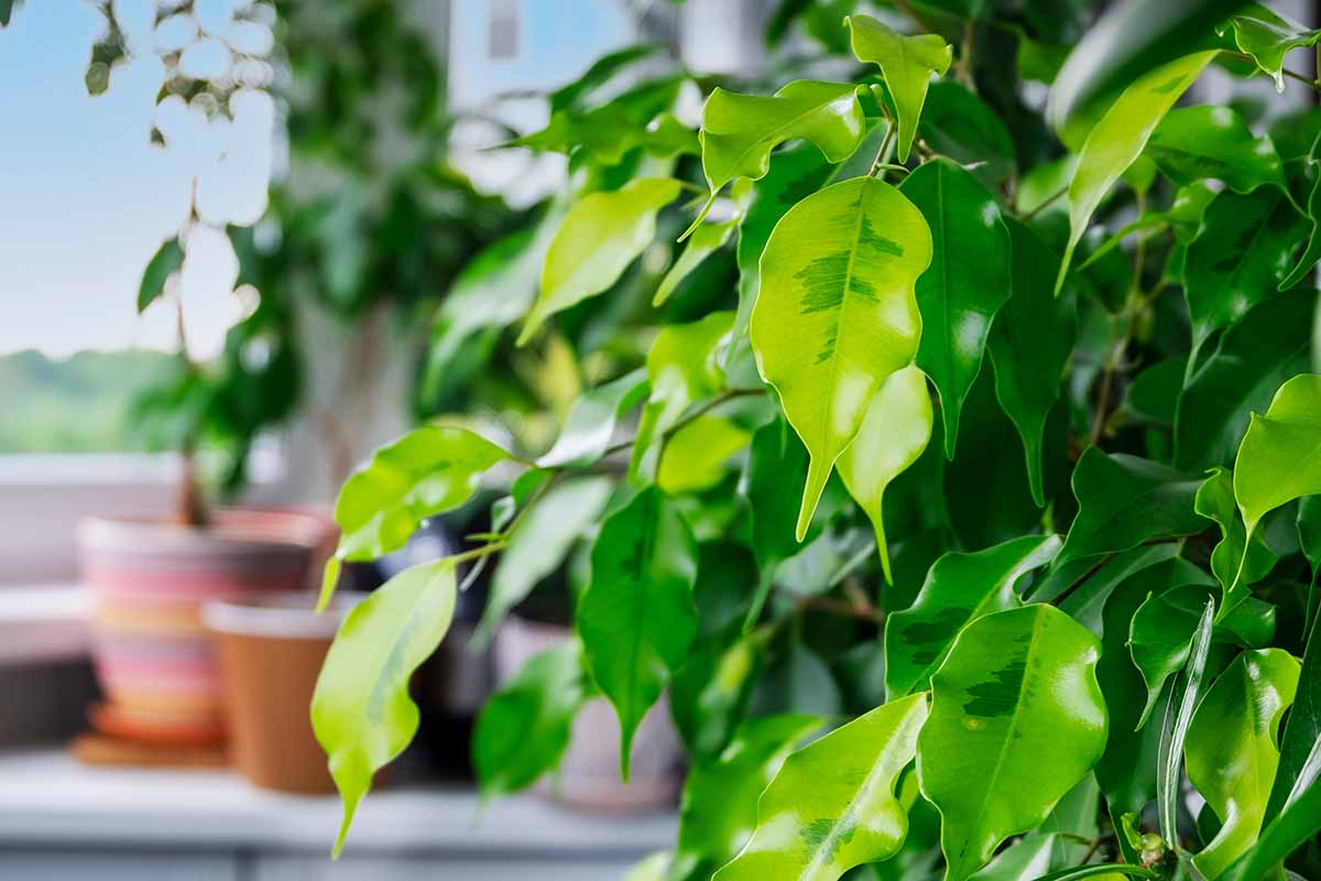 watering weeping fig plant