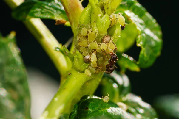 aphids on plant shoots