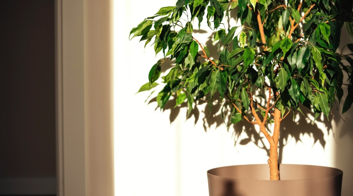ficus benjamina care environment