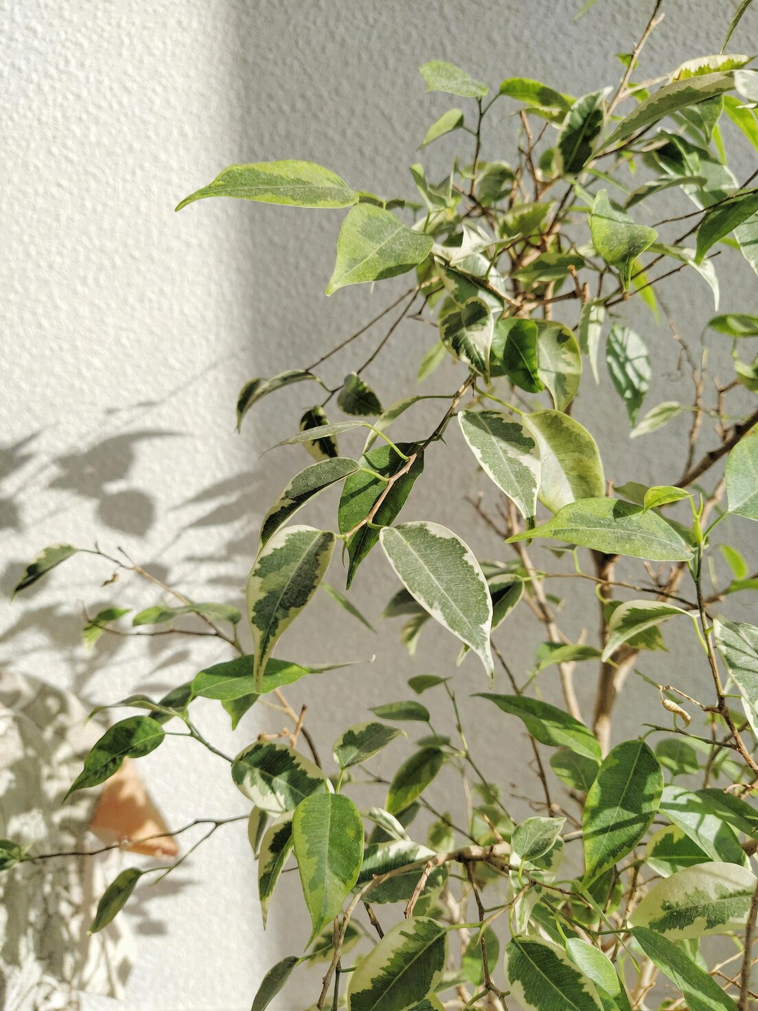 ficus benjamina indoor plant
