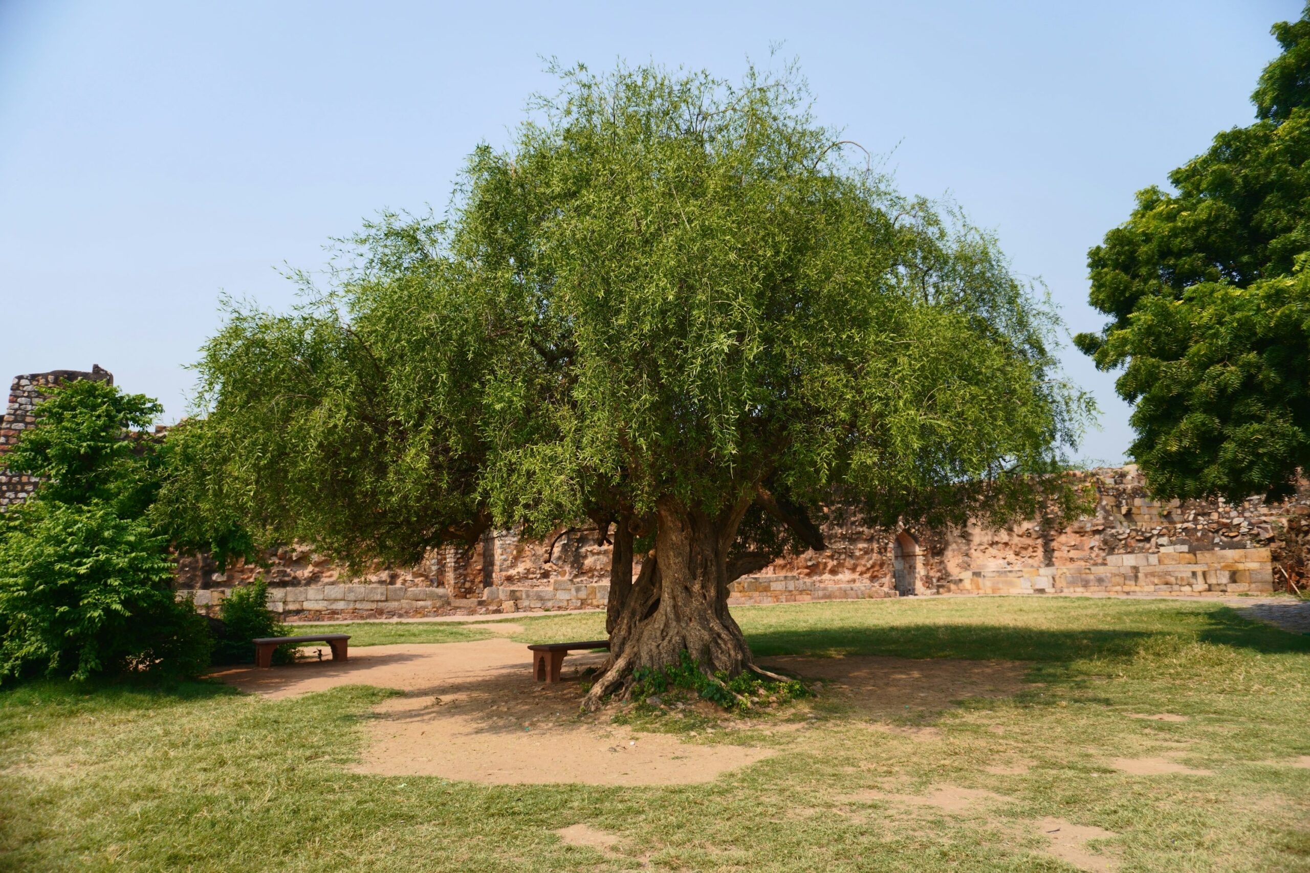 weeping fig in Thai courtyard