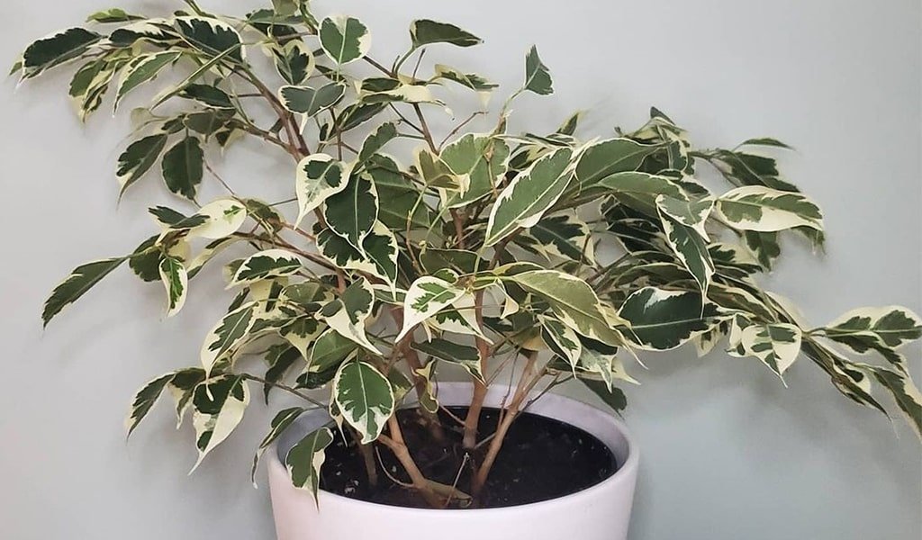 weeping fig feng shui placement