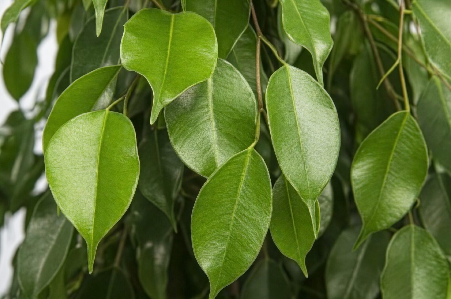 weeping fig glossy leaves close-up