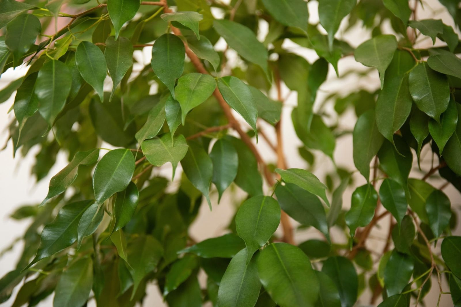 ficus benjamina close-up leaves