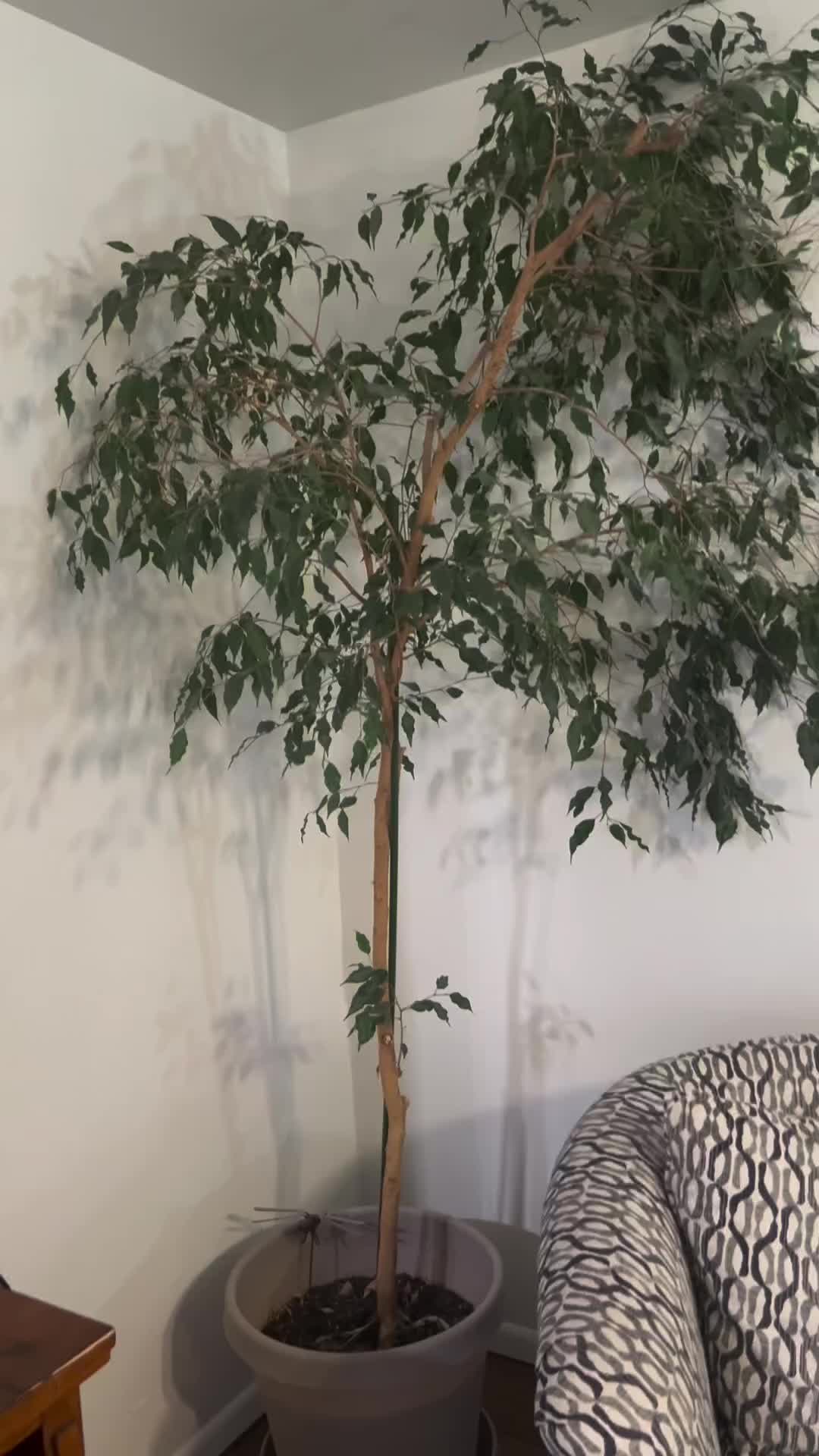 ficus benjamina indoor partition