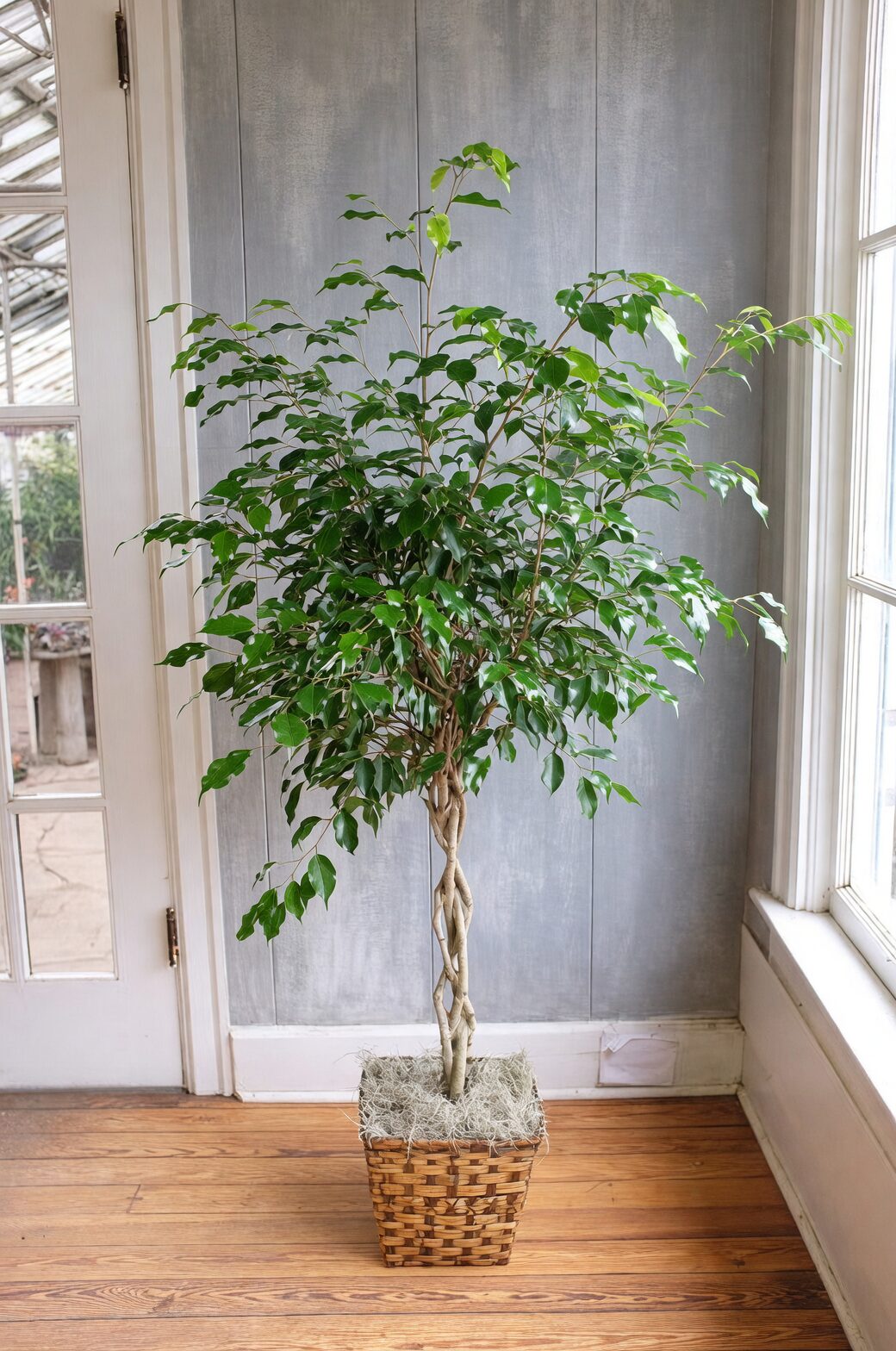 ficus benjamina living room corner