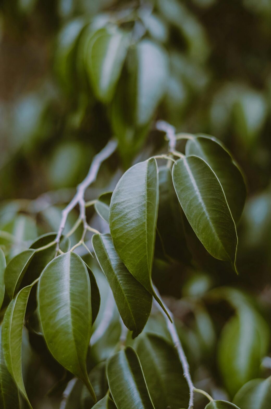 Ficus benjamina cutting selection