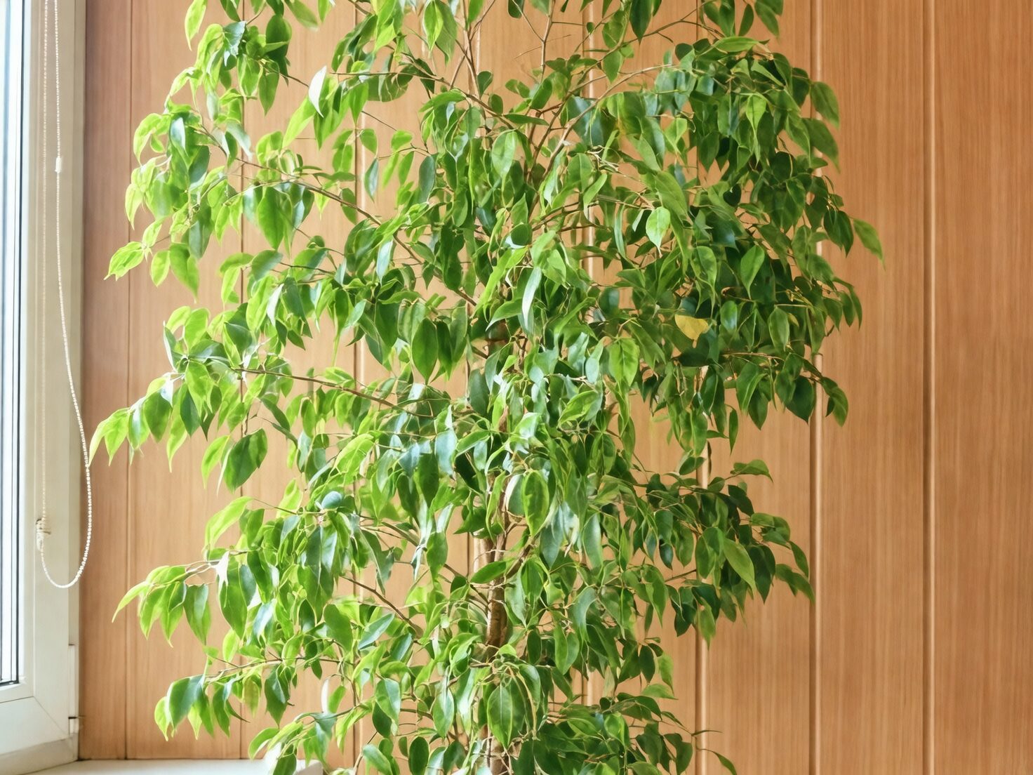 Ficus benjamina care tips