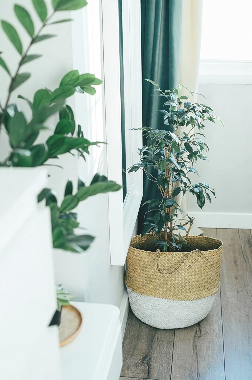 ficus benjamina indoor living room