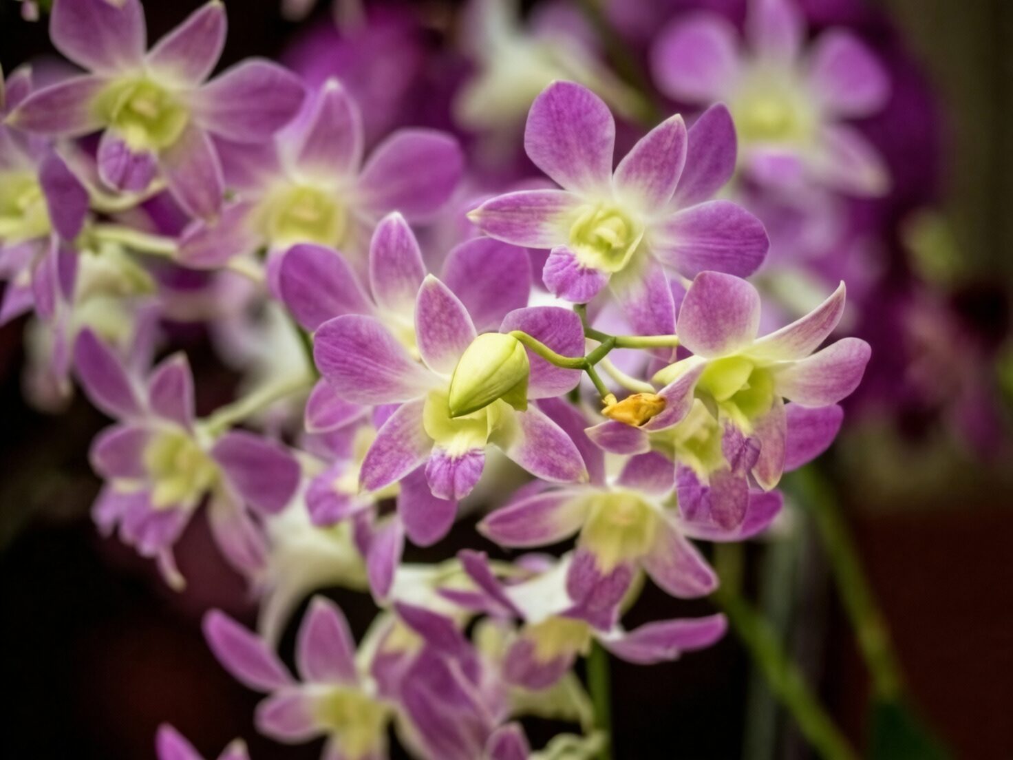 orchid blooming indoors