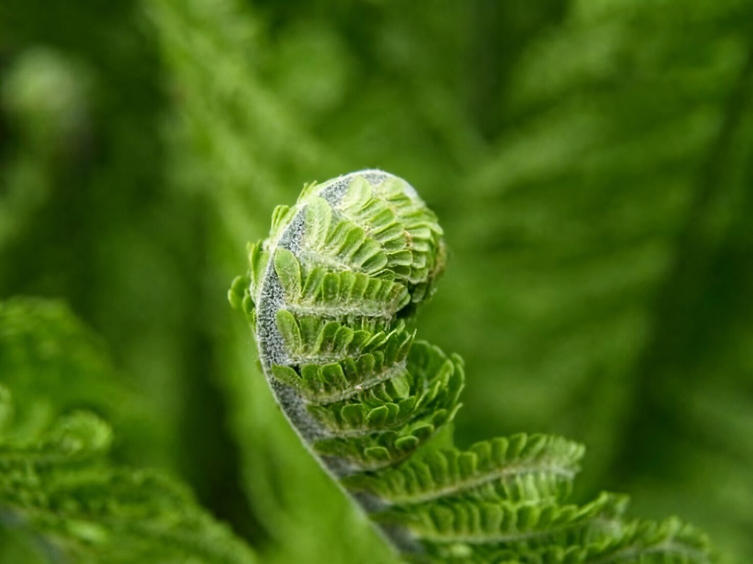 Bird's nest fern propagation