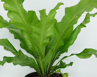 Asplenium nidus indoor