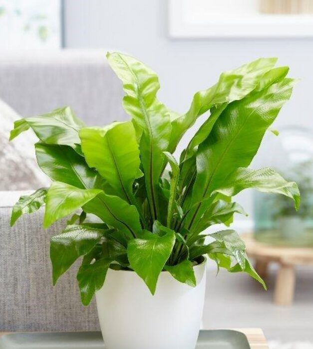 indoor plant placement ideas