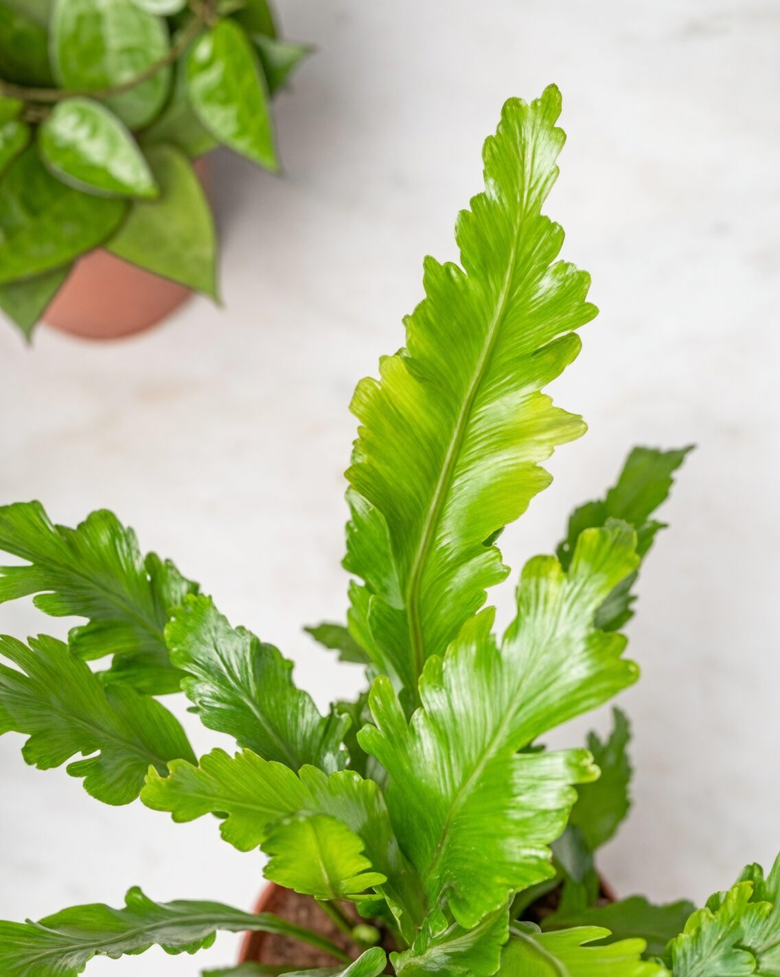 indoor plant combination
